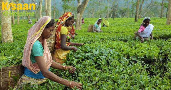 लॉकडाउन ने भारत के अप्रैल के चाय उत्पादन में 54% की कटौती की